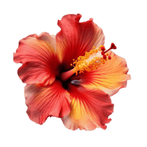Hibiscus Fire Blend